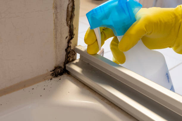 Best Office Mold Removal Services  in Snoqualmie, WA