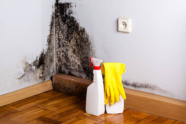 Best Commercial Mold Removal  in Snoqualmie, WA