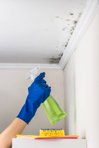 Best Home Mold Removal  in Snoqualmie, WA